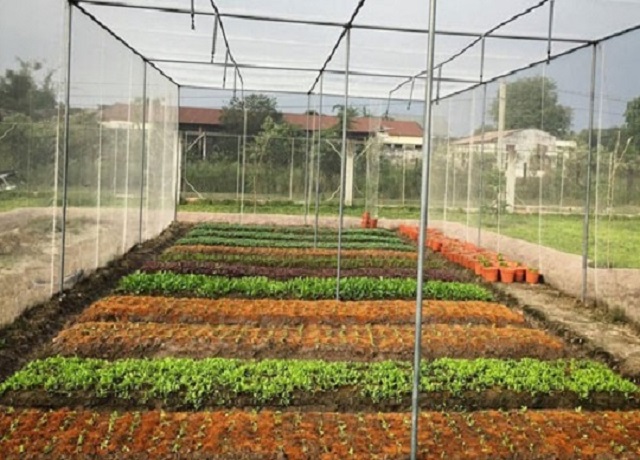 Thu nhập cao từ mô hình trồng rau trong nhà lưới