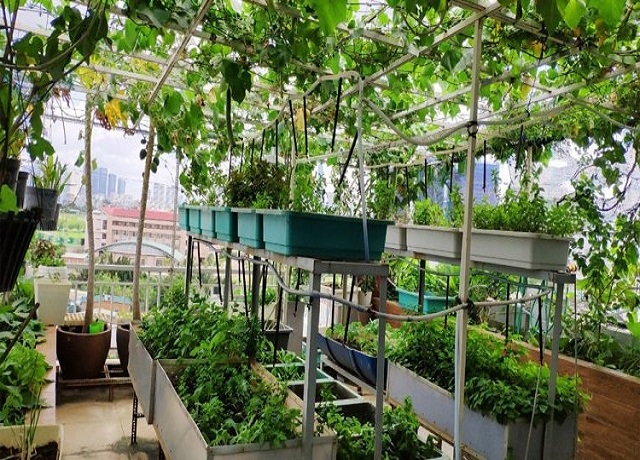 Mô hình trồng rau sạch tại nhà trên sân thượng