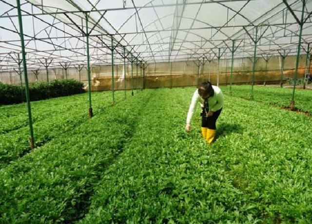 Mô hình nhà lưới trồng rau an toàn