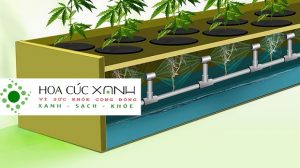 Tư vấn mô hình trồng rau sạch Organic tại nhà  Hoa Cúc Xanh