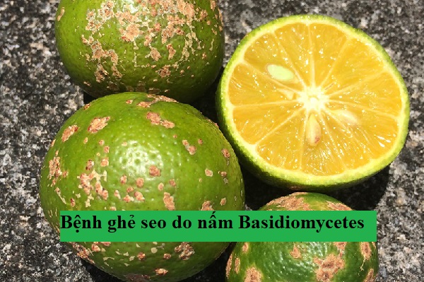 Bệnh ghẻ seo do nấm Basidiomycetes
