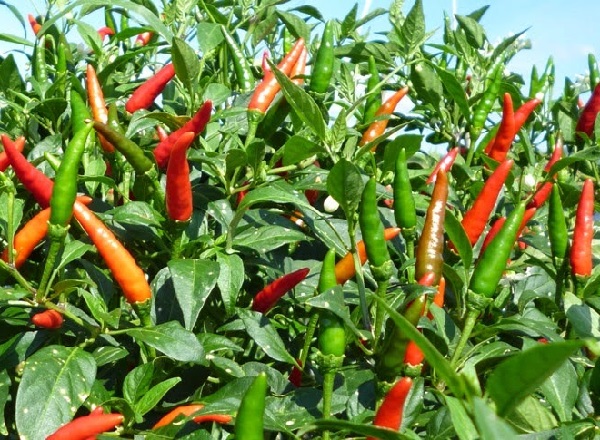 Cách trồng ớt bằng hạt tại nhà 