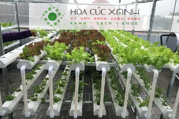 Chi tiết hơn 78 về mô hình trồng rau sạch hoacucxanh mới nhất  Tin học  Đông Hòa