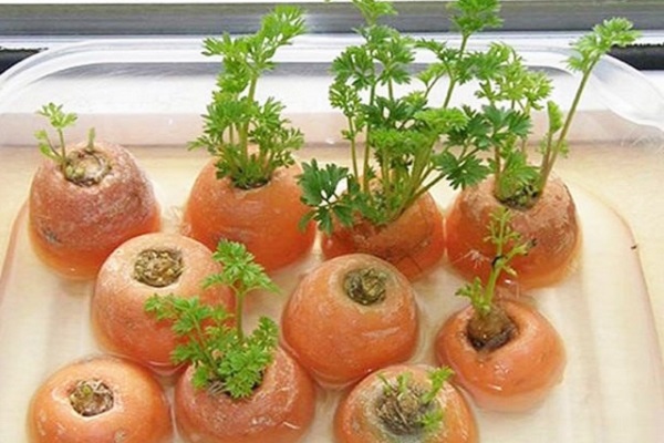 Cách trồng cà rốt bằng đầu củ