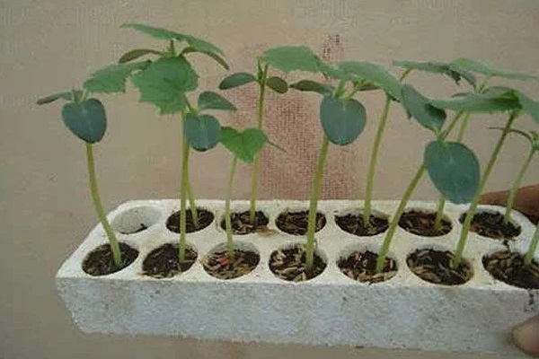 trồng dưa hấu trong chậu tại nhà