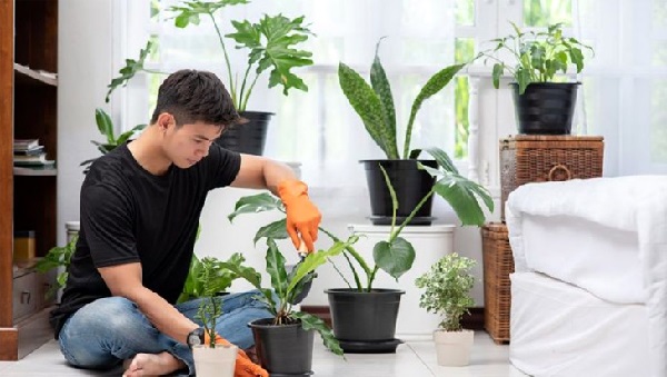  Cách chăm sóc cây trồng trong nhà