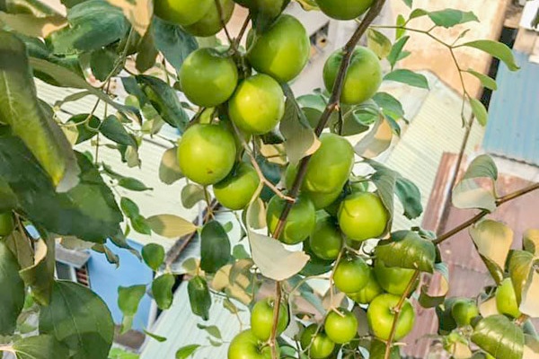 Cách chọn cây ăn quả trồng trên ban công