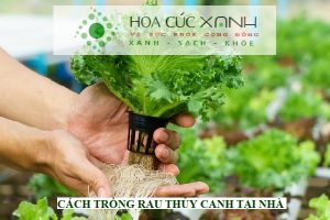 Cách trồng rau thủy canh tại nhà