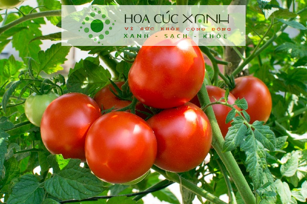 Thu hoạch và bảo quản cà chua