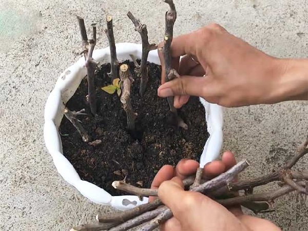 Cách trồng hoa giấy trong chậu