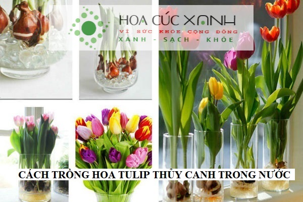 Cách trồng hoa tulip thủy canh trong nước