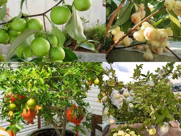 cây ăn trái dễ trồng trên sân thượng