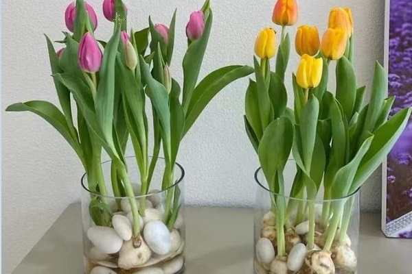 Chuẩn bị dụng cụ trồng hoa Tulip thủy canh
