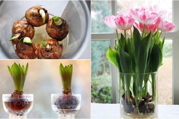 Lưu ý khi trồng hoa Tulip thủy canh