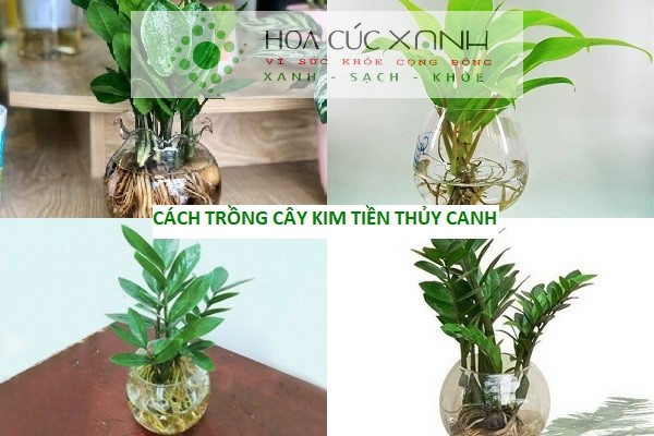 Hướng dẫn chăm sóc cây Kim Tiền - Plant Care - 9X Garden