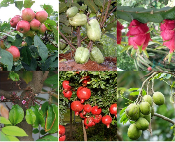 Các loại cây ăn quả phổ biến trồng ban công hướng đông