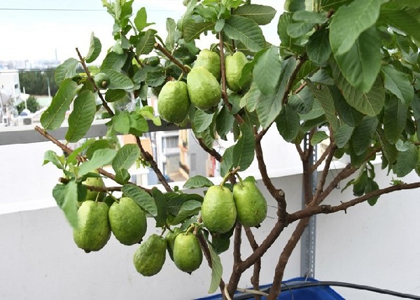  Các loại cây ăn quả trồng ban công chịu nắng hướng tây