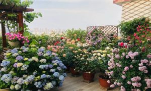 Các loại hoa dễ trồng trên sân thượng