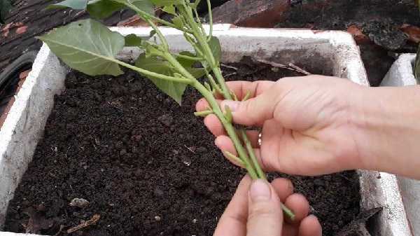 Chuẩn bị nguyên liệu trồng rau khoai lang