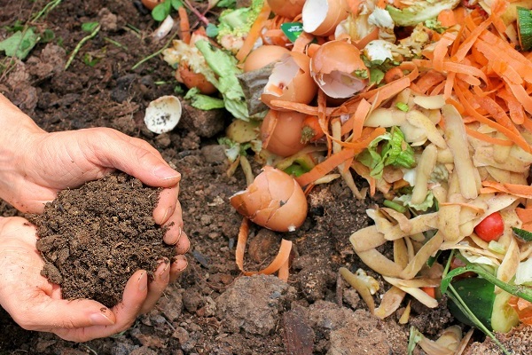 Để ủ phân hữu cơ từ rau củ