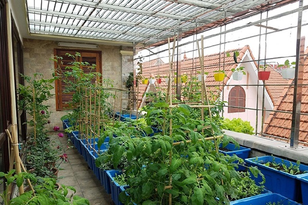 Lợi ích của việc trồng rau trên sân thượng