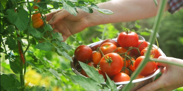 Thu hoạch cà chua trên sân thượng