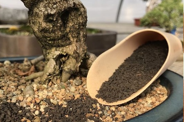chuẩn bị đất trồng bonsai
