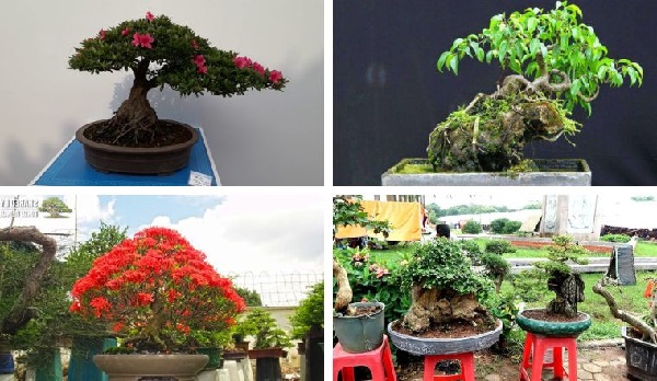 Các loại cây bonsai phổ biến