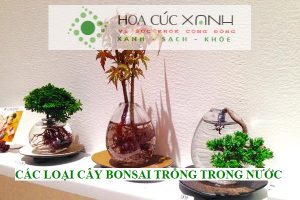 Các loại cây bonsai trồng trong nước