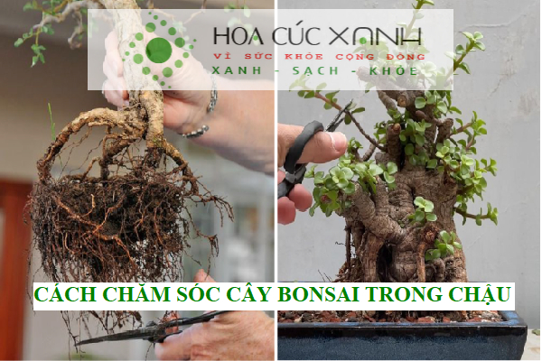 Cách chăm sóc cây bonsai trong chậu