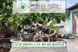 Cách trồng cây bồ đề bonsai