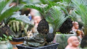 Cách trồng cây vạn tuế bonsai