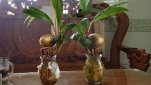 Cách trồng dừa bonsai thủy canh