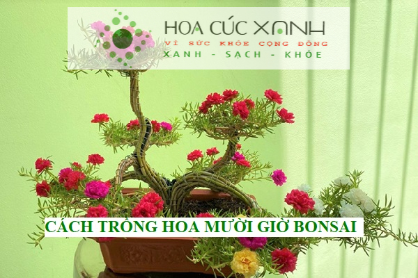 Cách trồng hoa mười giờ bonsai
