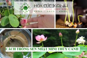 Cách trồng sen Nhật mini thủy canh