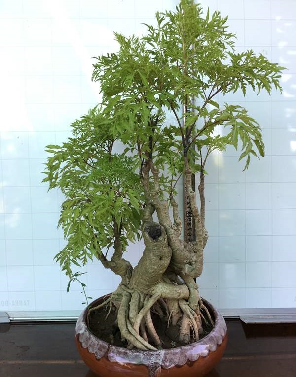 Cây đinh lăng bonsai