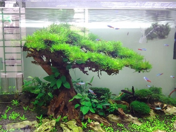 Cây thủy sinh bonsai