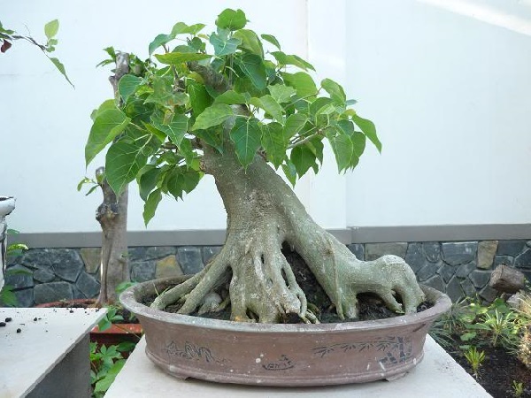 Chăm sóc cây bồ đề bonsai