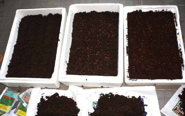 Chuẩn bị trồng đậu đũa trong thùng xốp