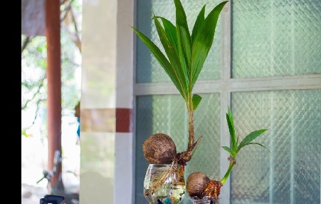 Dừa bonsai thủy canh