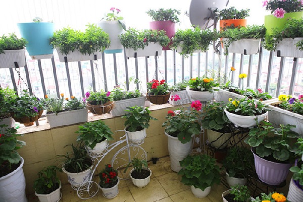Lợi ích của việc trồng cây trên ban công chung cư