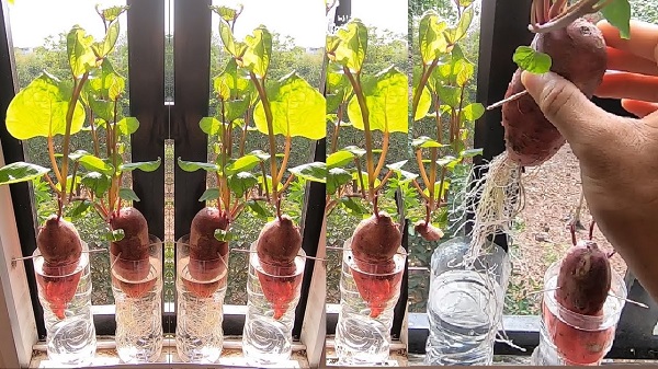 Lợi ích của việc trồng khoai lang thủy sinh