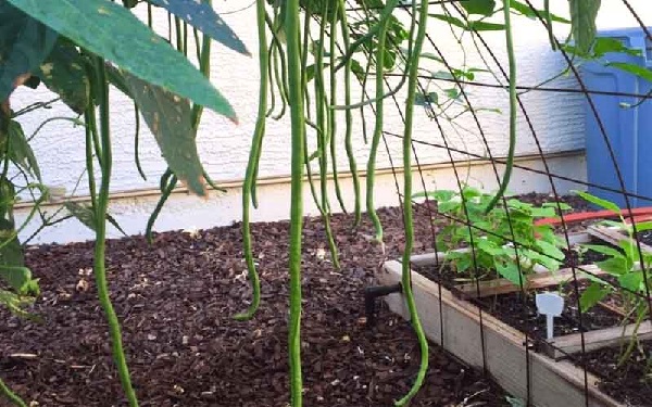 Quá trình trồng đậu đũa