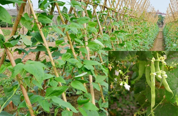 Quy trình trồng và chăm sóc đậu cove