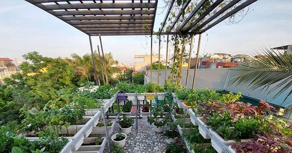 Thiết kế vườn rau trên sân thượng