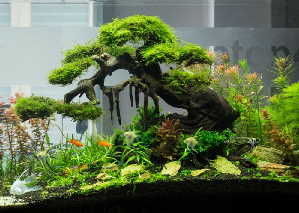 Trồng bonsai trong nước