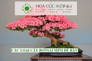 Các loại cây bonsai mini để bàn