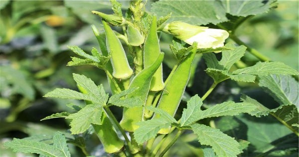 Các yếu tố quan trọng khi trồng đậu bắp