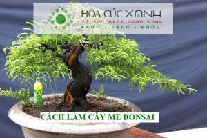 Cách làm cây me bonsai