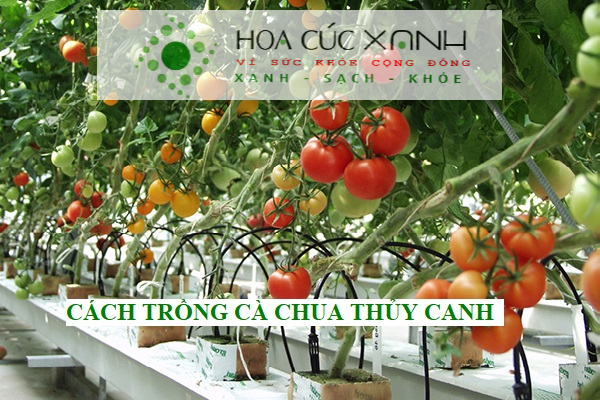 Cách trồng cà chua thủy canh